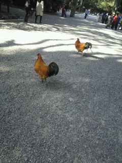 ���̎q������