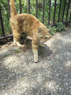 �ɂ�񂱂ɉ������