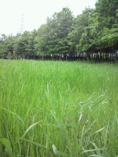 �����͂���ȃg�R