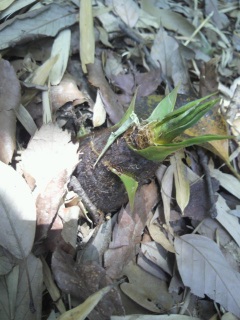 �����̂�!!