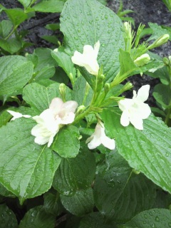 ���Ƃ���