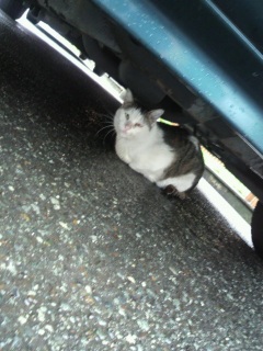 �J�h��̂ɂ��