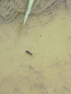 �����܂��