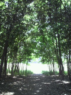 ���O���V�����[