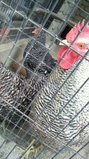 �I�T����