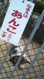 ���O�́A���񂱁B