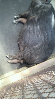 ��������