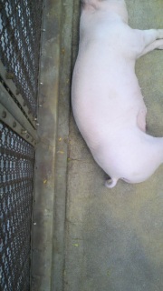 ��������