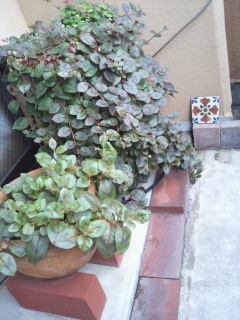 ���΂��A��