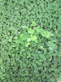 �l�t������