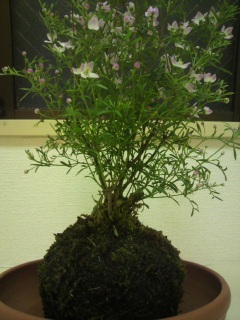 �� ������