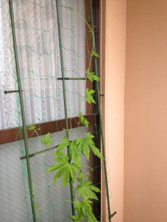 ������������Ă��`