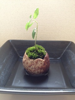 ��������Ă������m-����2