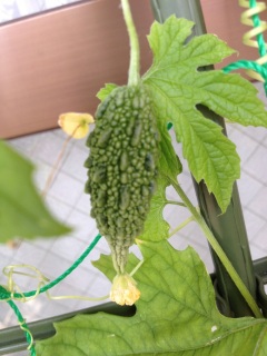 ���͂�ώ@���L�B