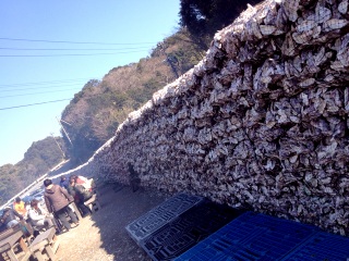 ����X�S�C���