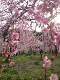 ���ꉺ����~��