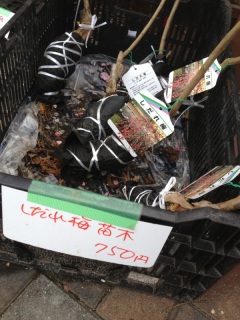 ������~�̖~�͂Ƃ��I