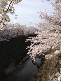 �����͂��Ԍ����a��