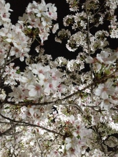 �T�N���`��