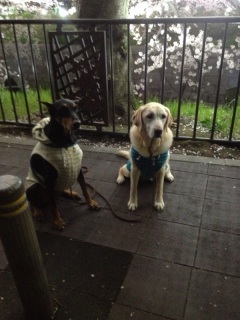 ���o�b�N��