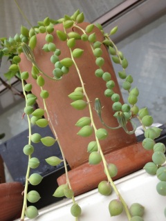 �O���[���l�b�N���X��