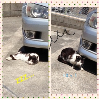 �����̃}���V�����̃j�����R