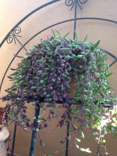 �K�[�f�j���O���a�B