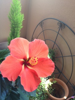 �����̖��É�