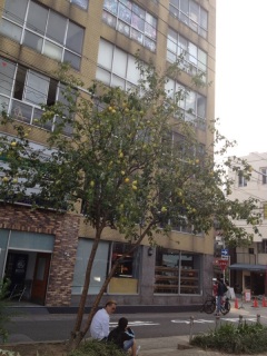 ���̖؂Ȃ�̖�