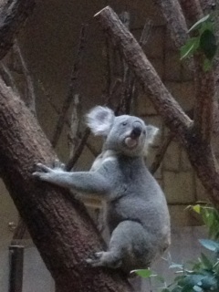 �R�A�������