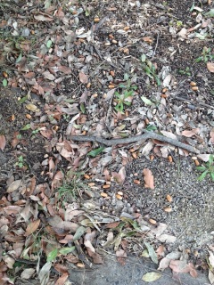 ���̖؂Ȃ�̖�