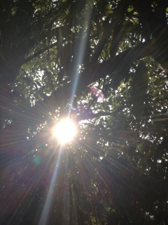 ��炩�ȏt�̓��j��