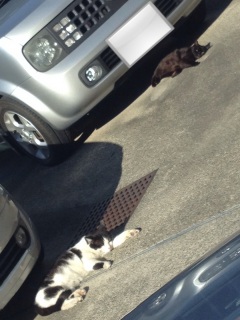 �����ڂ���