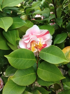 �{�^����