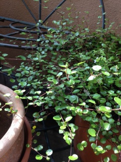 �܂����̋G�߂�����Ă���