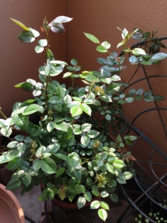 �ł��A�܂��Ă܂��B