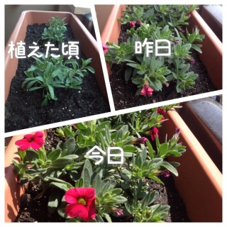 �炢�� �炢����