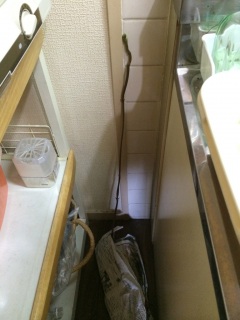 �L�b�`���ɂ������_�̂悤�Ȃ���