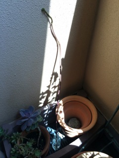 �ϗt�A����