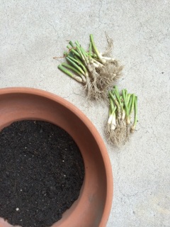 ���Ƃ���A