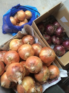 �ʂ˂��V��