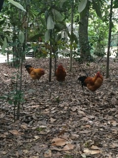 �v���Ԃ��