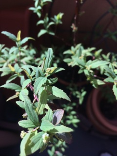 �t���L�^��