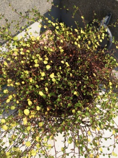 �����A�~�����Ȃ��`