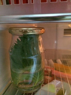 �ߑO3���̗①��