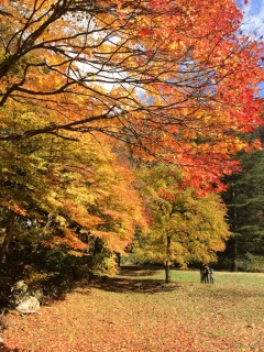 �Y�킾����