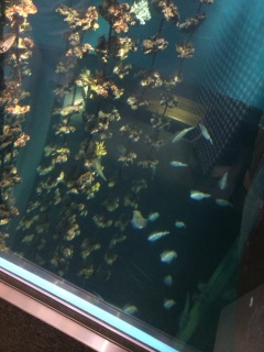 �������͔���������