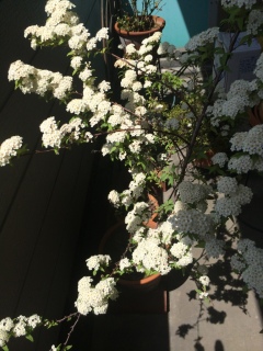 ���J( ^��^ )