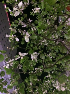 �n�i�~�Y�L